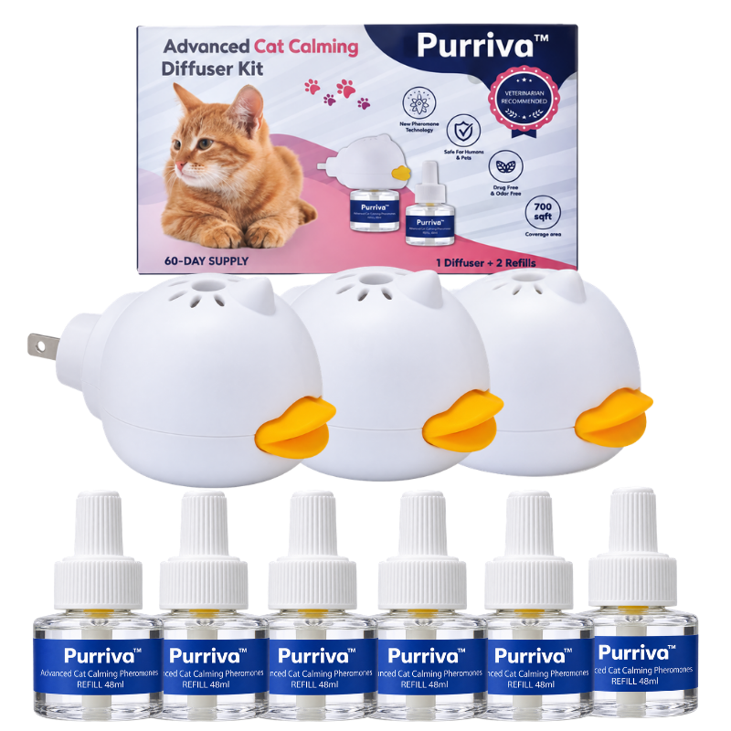 Purriva