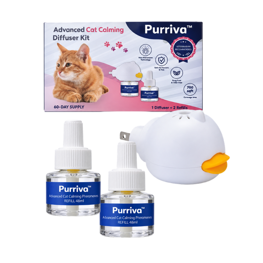 Purriva