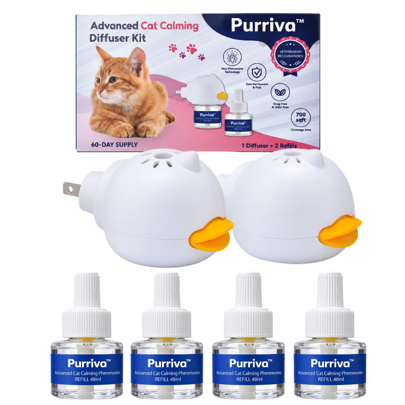 Purriva