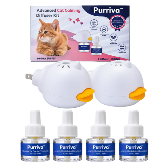 Purriva